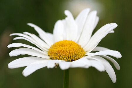 Petals spring country