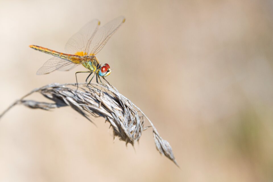 Summer insect nature
