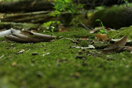 Green woods micro photo