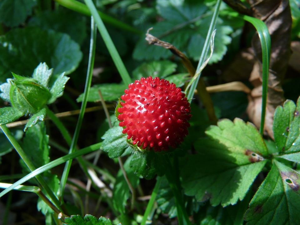 Indian translucent strawberry strawberry translucent strawberry