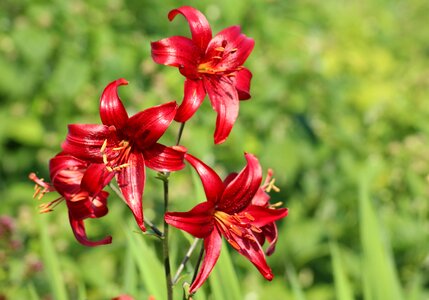 Garden lily summer