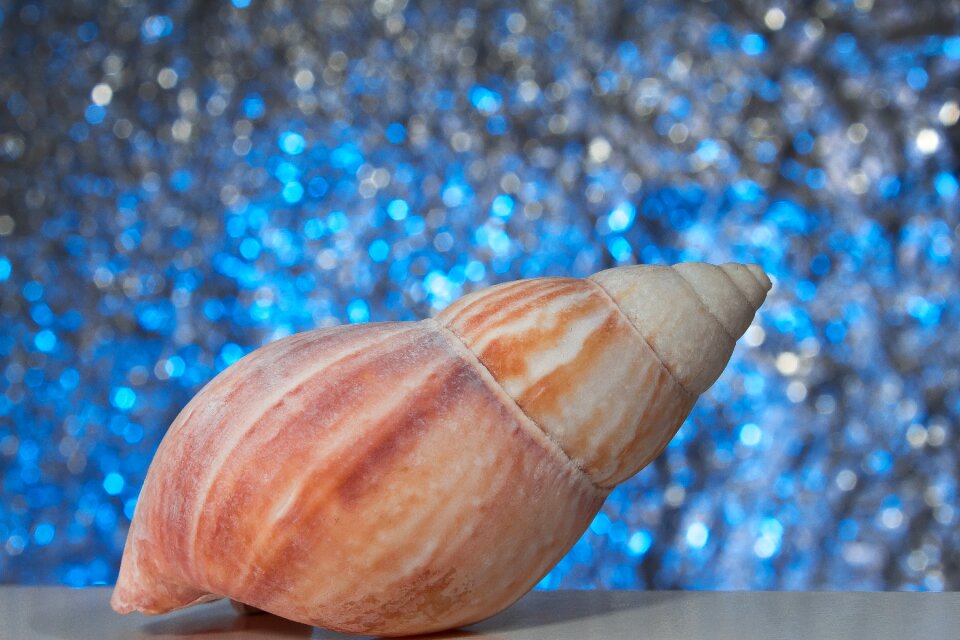 Nature souvenir decoration