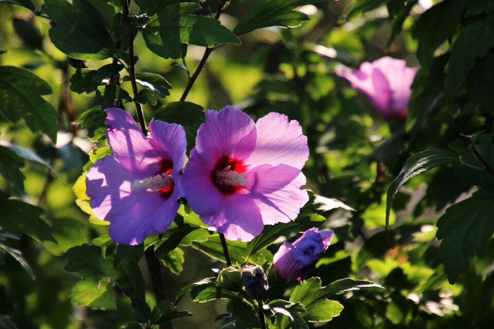 Garden branch rose of sharon