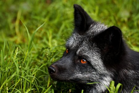 Animals cute predator