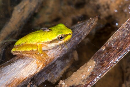 Sit frog green photo