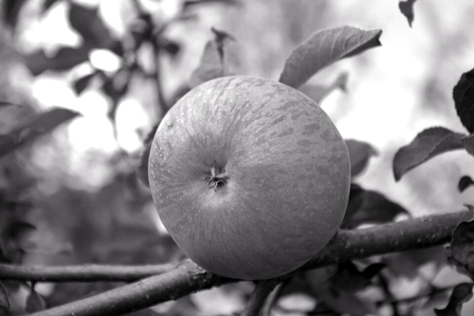 Kernobstgewaechs nature ripe