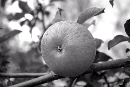 Kernobstgewaechs nature ripe