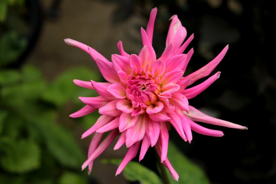 Flower garden summer