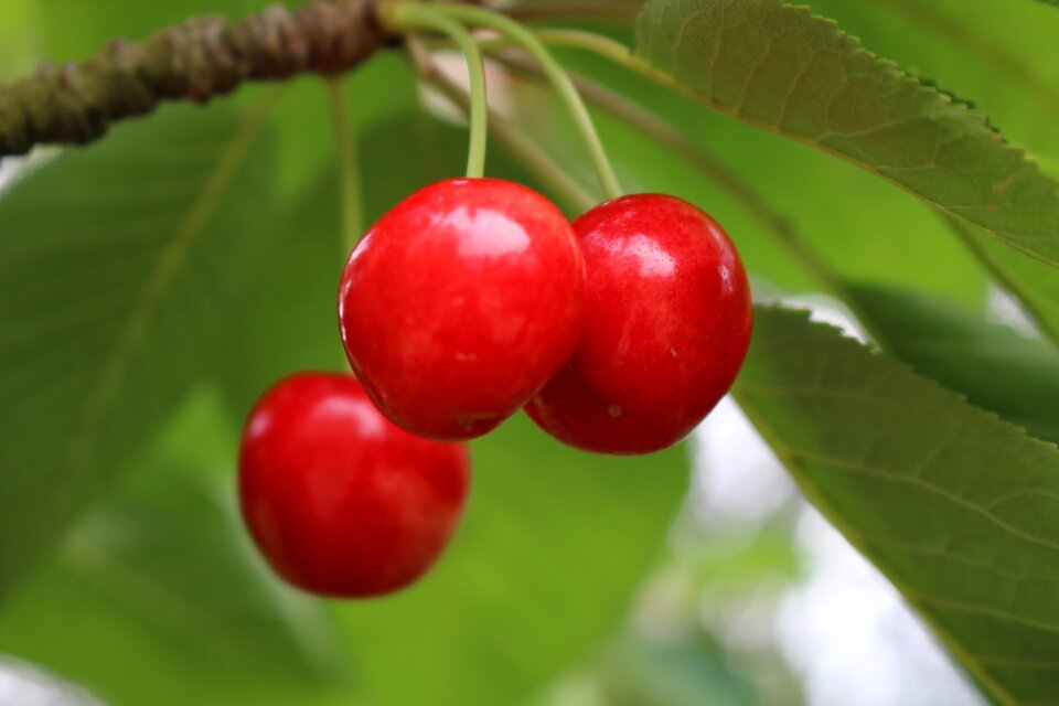 Cherry leaves green