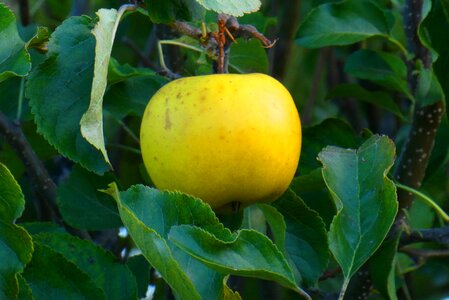 Autumn yellow vitamins