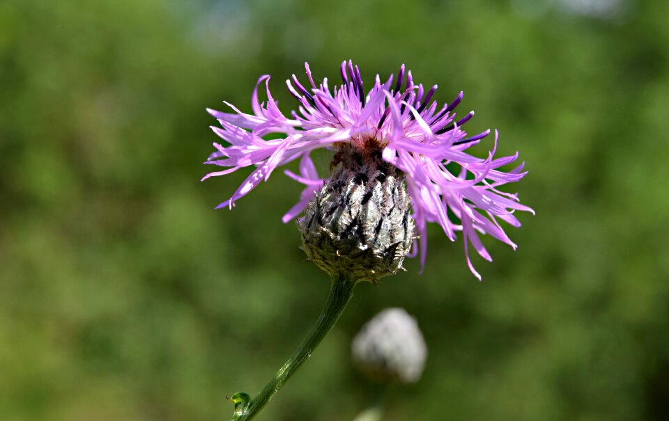 Summer nature flowering