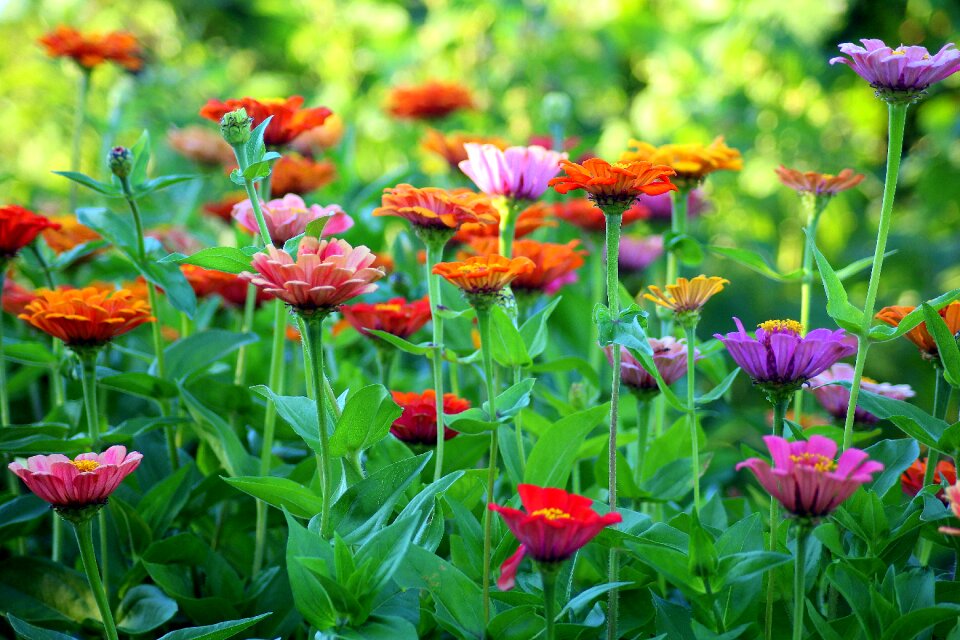 Garden colorful nature