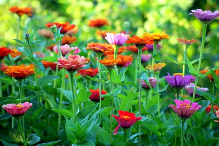 Garden colorful nature