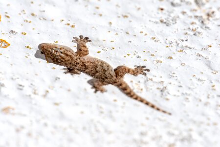 Reptile animal gecko