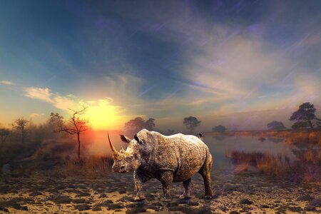 Rhino animal world horn photo