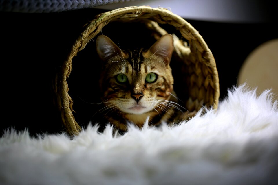 Bengal cat pets animal