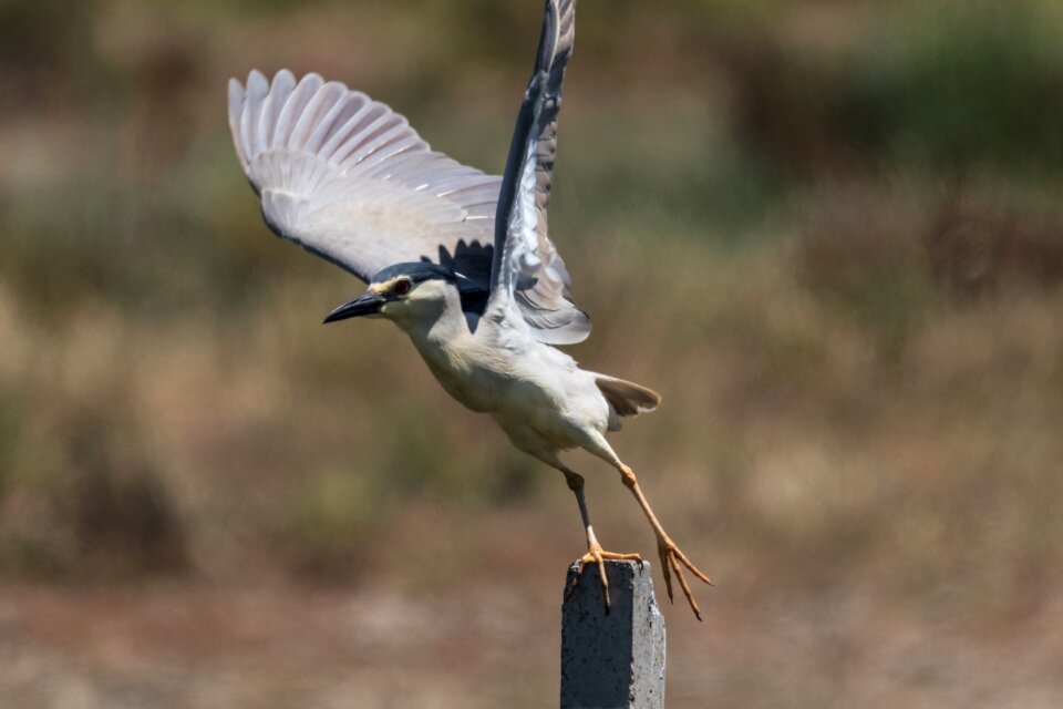 Doñana martinete común black crowned night heron photo