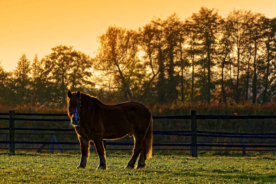 Animals horse horses