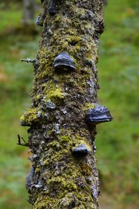 Fouling overgrown tree fungi photo
