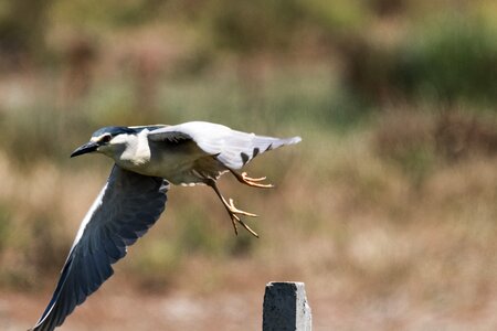 Doñana martinete común black crowned night heron photo