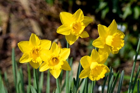 Nature garden bloom