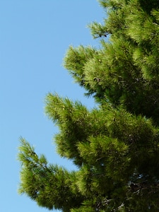 Pine tree needles