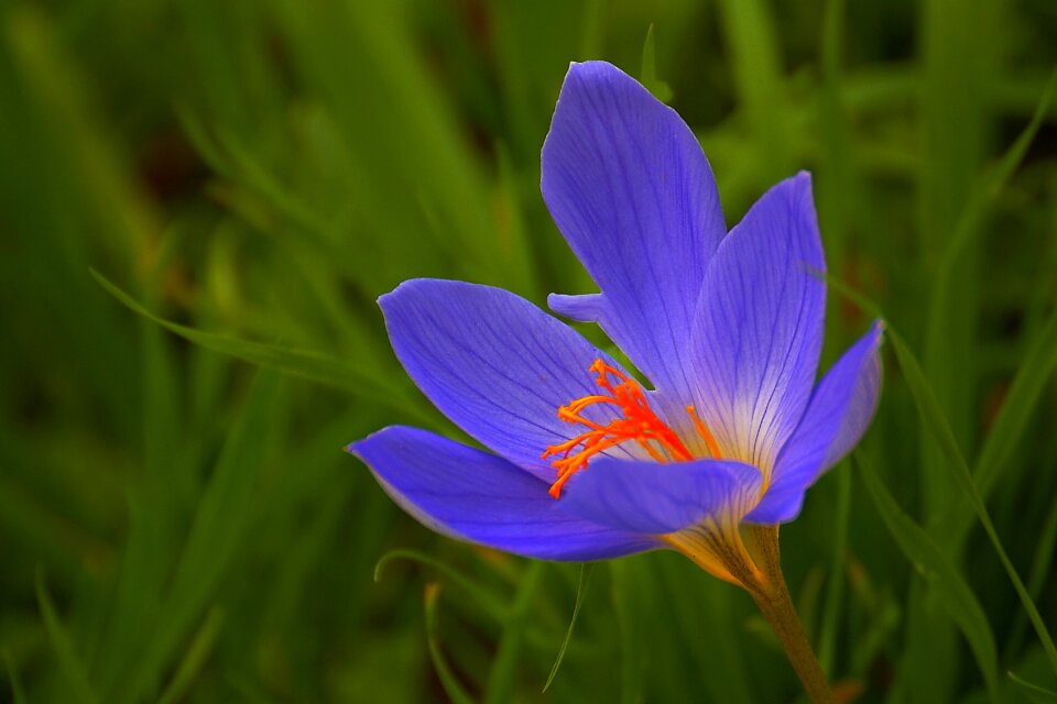 Wild flowers petals nature