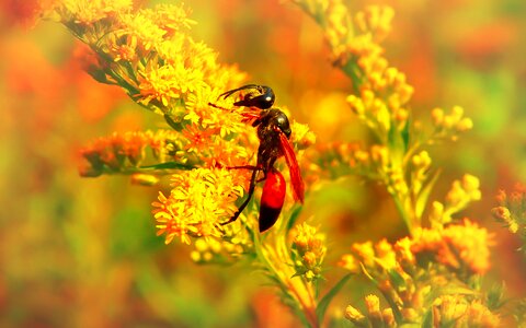 Animals flower nature