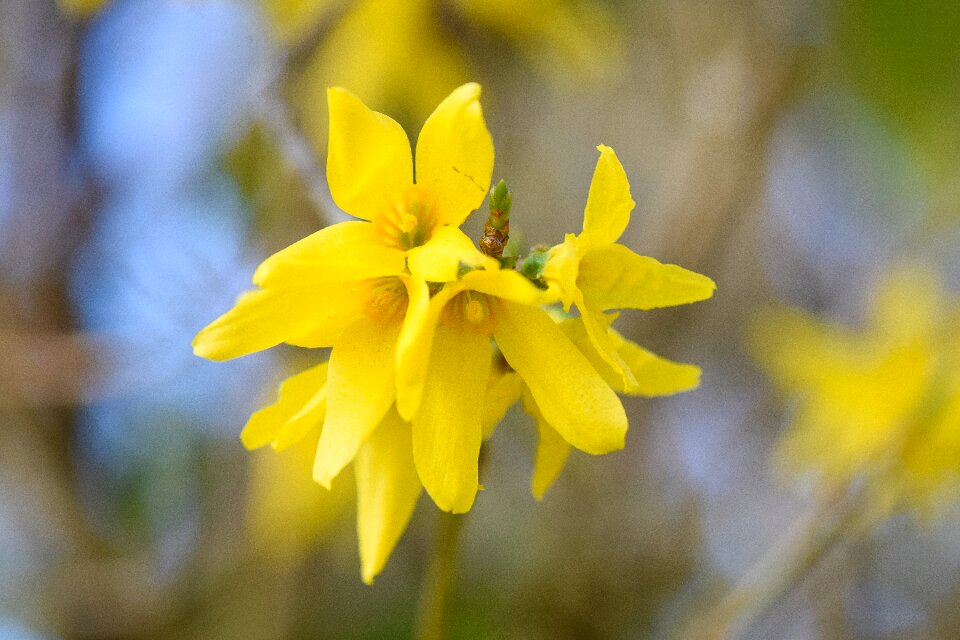 Yellow bush flowers