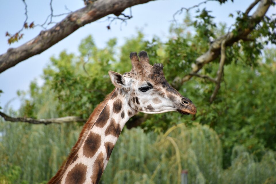 Wild head mammal