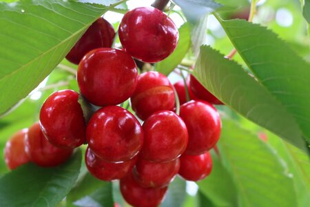 Cherry green Free photos