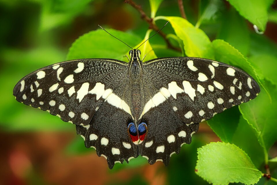 Nature summer close up