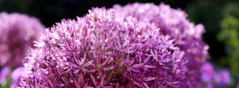 Flower morgentau starlight-lauch