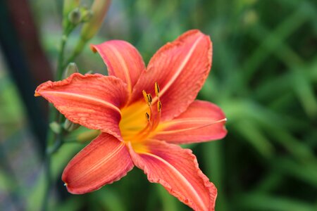 Lily orange orange lily flowering photo