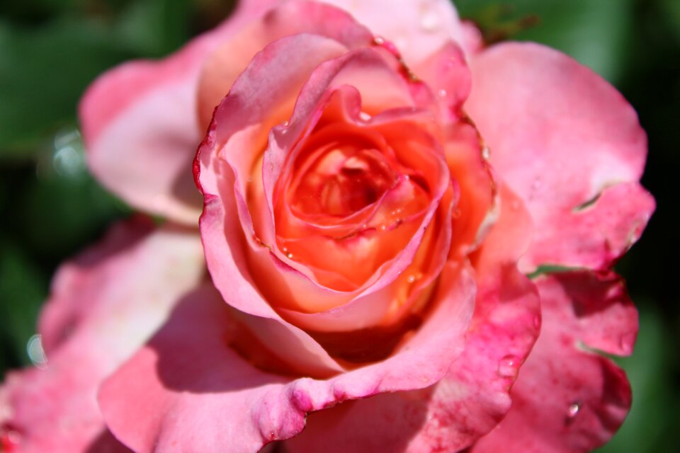 Rose bloom flower rose pink