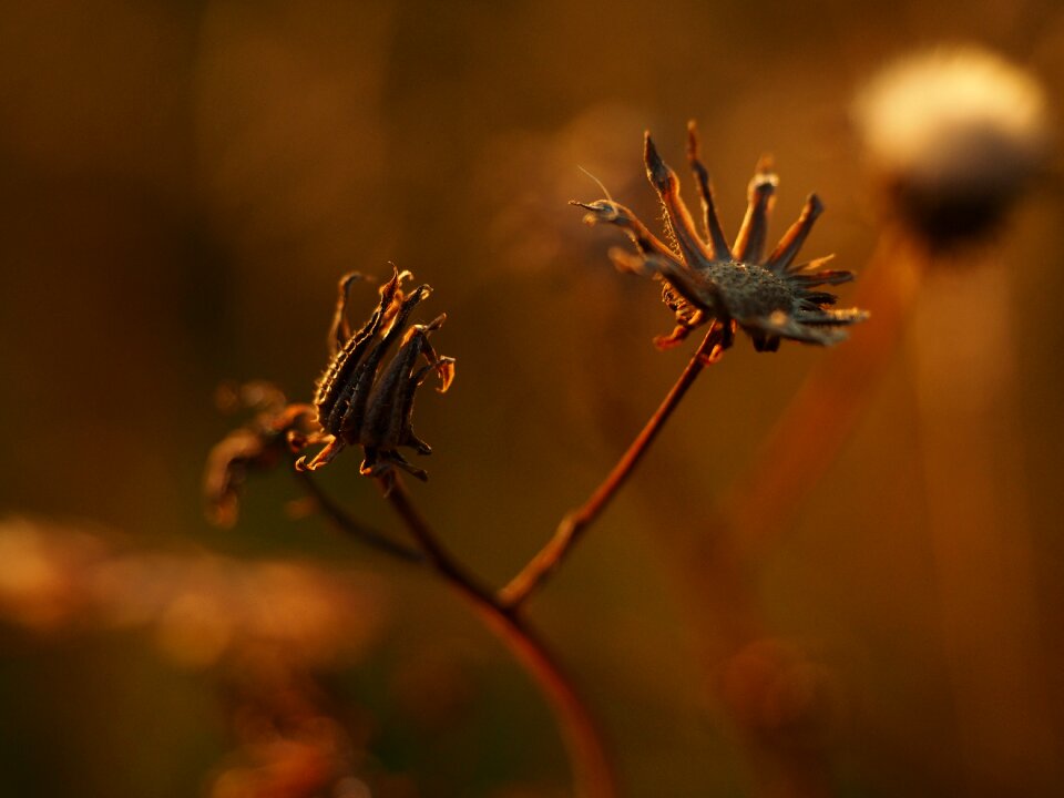 Flowers nature garden