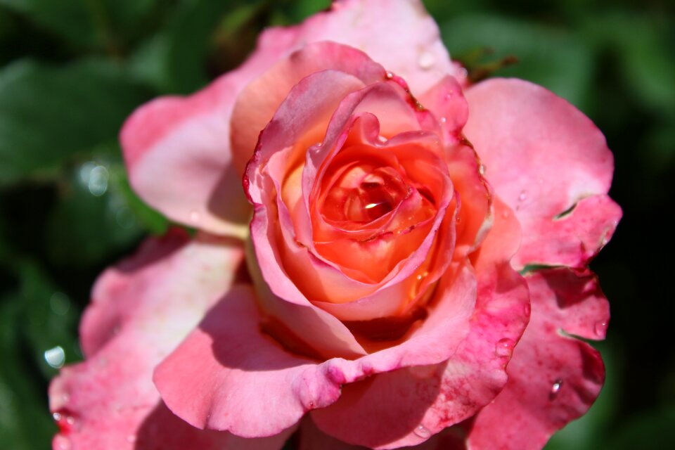 Open rose rose bloom garden roses