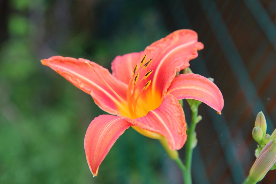 Lily orange orange lily flowering