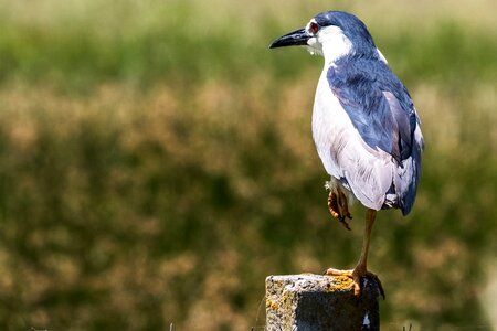 Doñana martinete común black crowned night heron photo