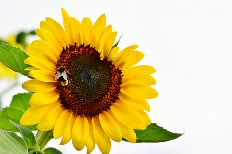 Sunflower hummel garden photo