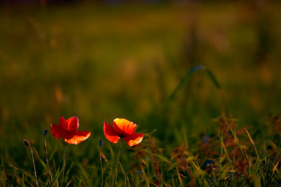 Wild flowers petals nature