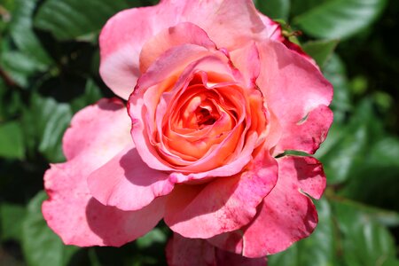 Romance open rose pink rose photo