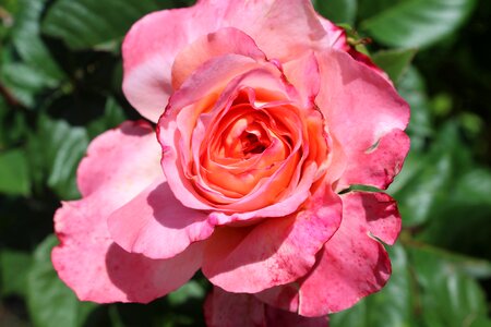 Romance open rose pink rose