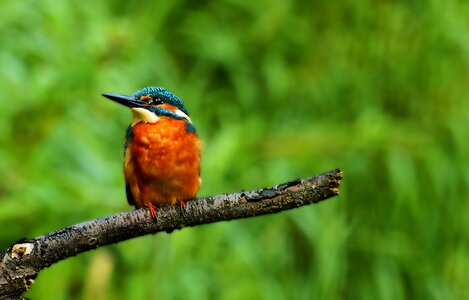 Nature colorful beautiful
