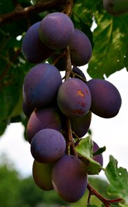 Harvest garden plums
