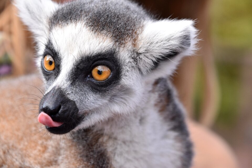 Eyes madagascar zoo