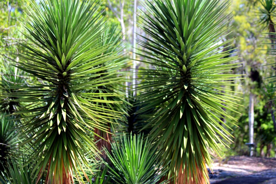 Nature green summer