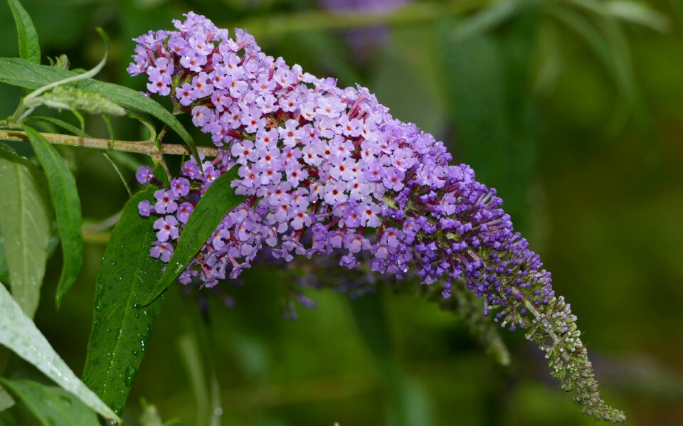 Bloom lilac flower umbel