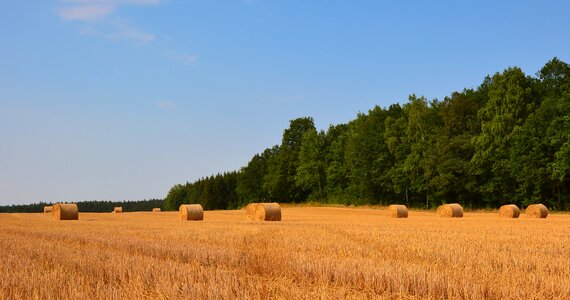 Straw bales agriculture harvested