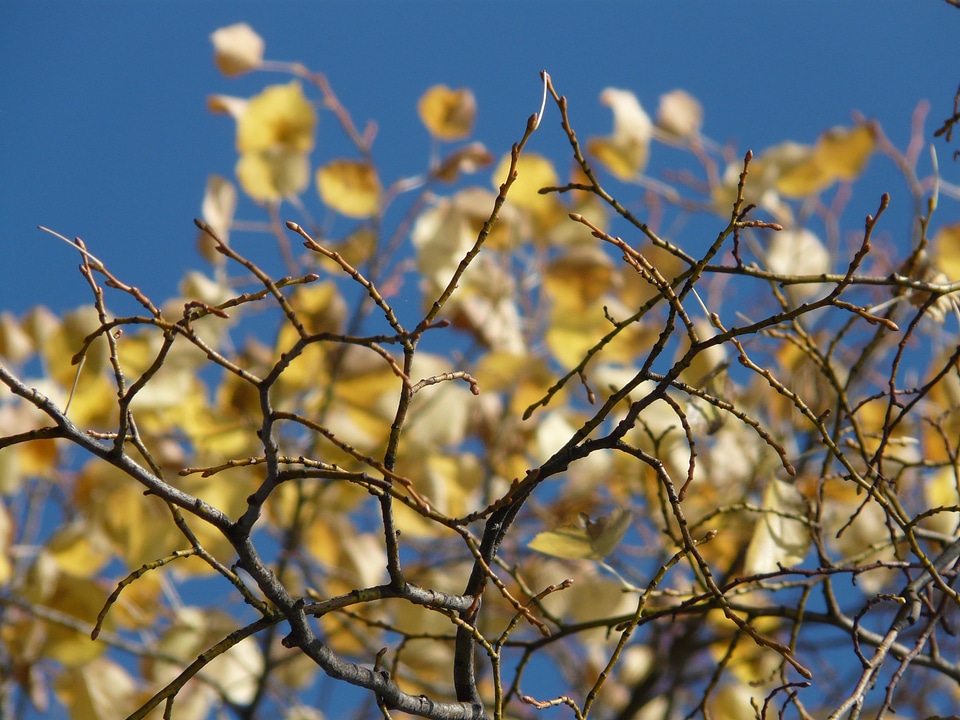 Leaves aesthetic autumn